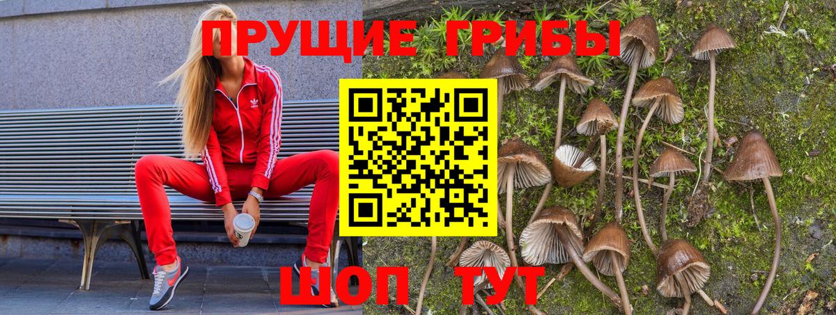 Тамбов  Псилоцибиновые грибы прущие грибы  Вход с VPN  Псилоцибиновые грибы мицелий 