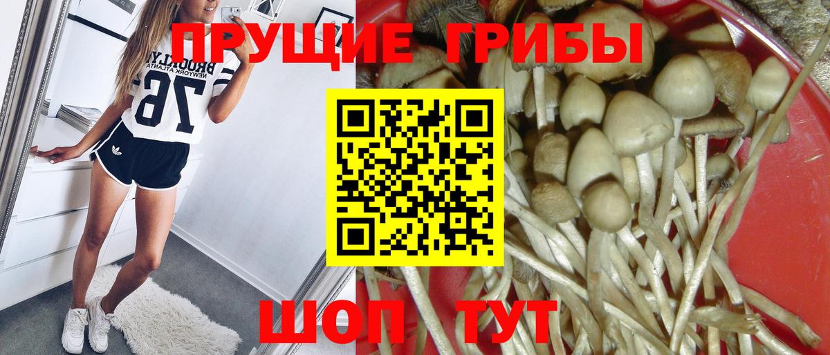 Псилоцибиновые грибы прущие грибы Тамбов